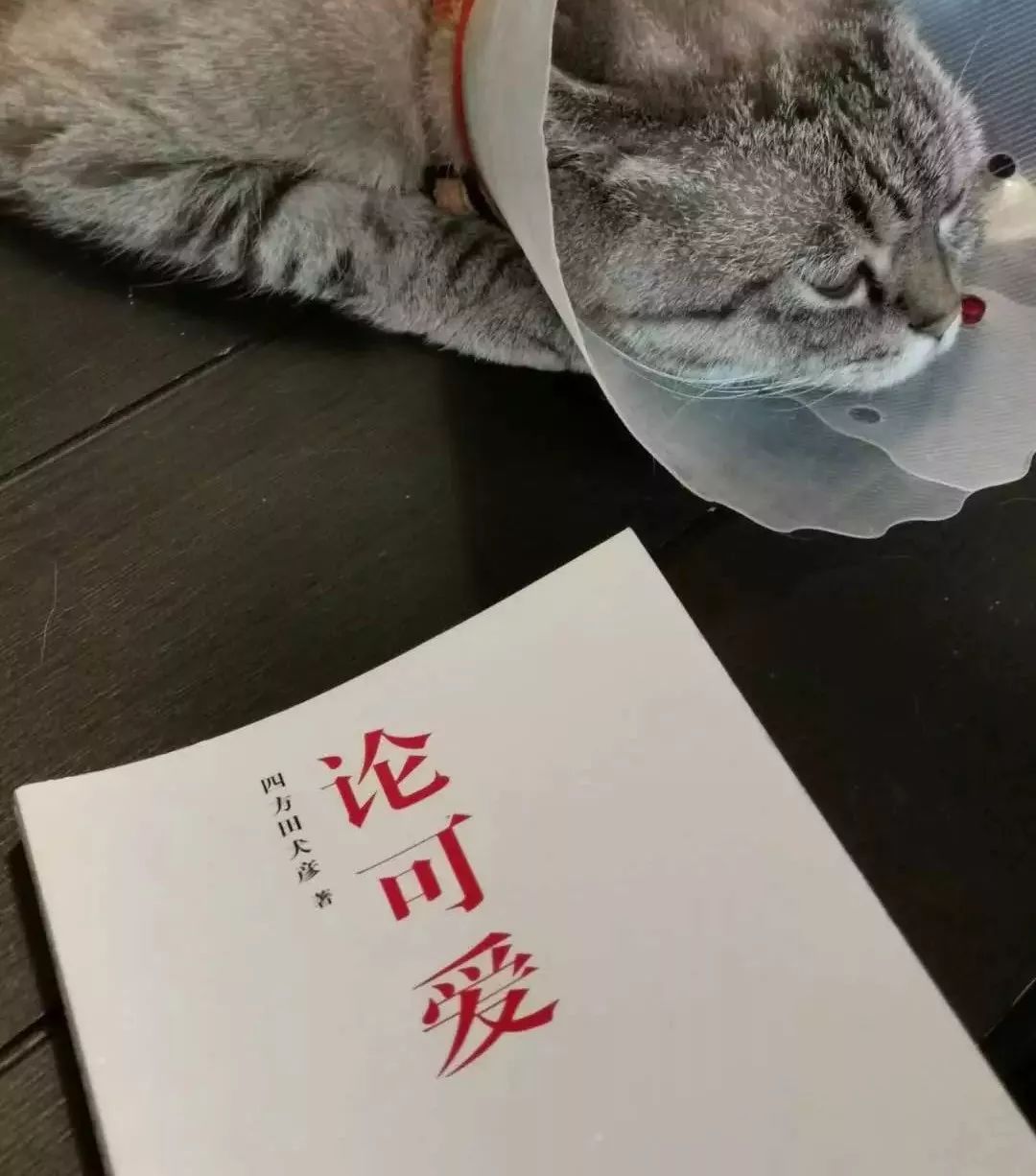 深度解析:為什么99%的IP形象都不夠萌? 深度解析:為什么99%的IP形象都不夠萌?